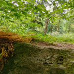 Chaosfoundry VI (Absorption)