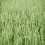 Cool Breeze