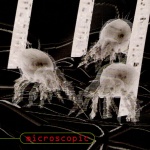 Microscopic