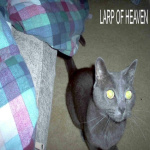 008 - Inside the peculiar mind of the Russian Blue